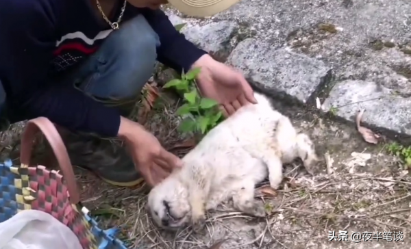 三隻小狗被眼鏡蛇咬傷，躺在地上一動不動，還有救嗎？