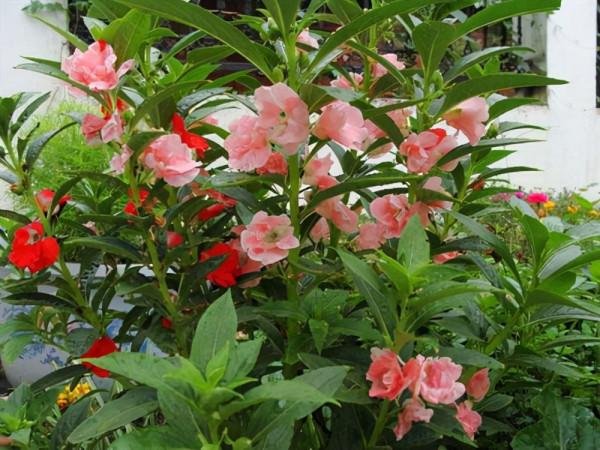 這8種花，專挑冬天開，爆盆猛、顏色豔、好養活，過年必備