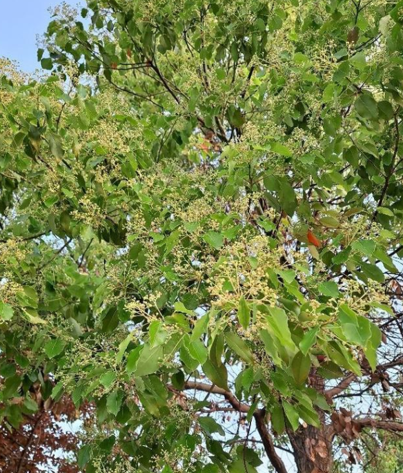 適合庭院種的“四大名貴樹”，經典美麗寓意好，寓意深遠價值高