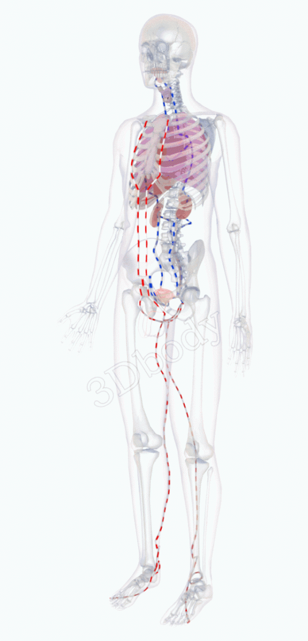 中醫精美3D經絡圖，足少陰腎經，大河養生古法八段錦必備