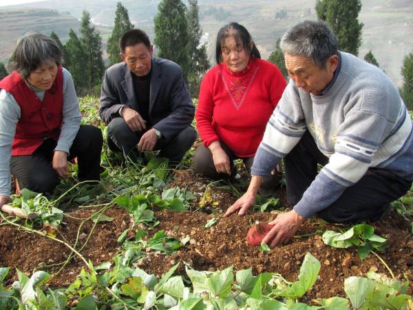 在農村種地能畝年收入10000元的農作物有哪些