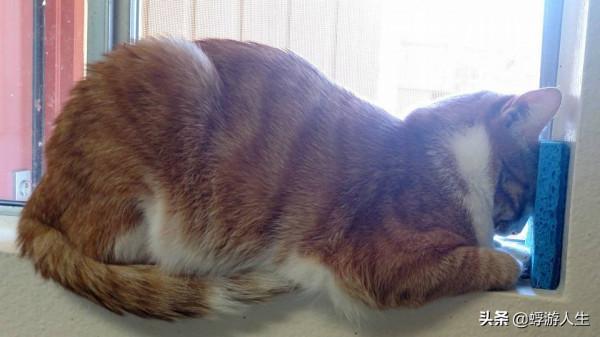 正在努力瞭解您的貓的行為嗎？這是你需要知道的