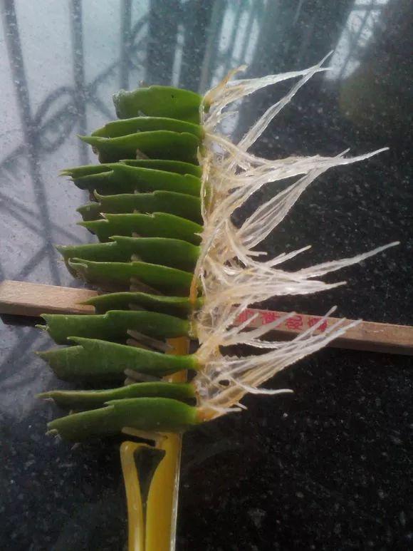 7種“吉利花”，冷天“扦插”更合適，溫度合適“利於”生根