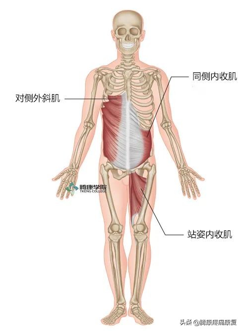 步行對腰痛真的有好處? 步行對腰痛真的有好處?
