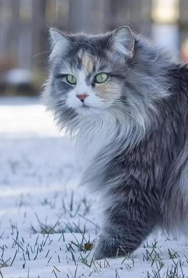 動物與人的年齡關係