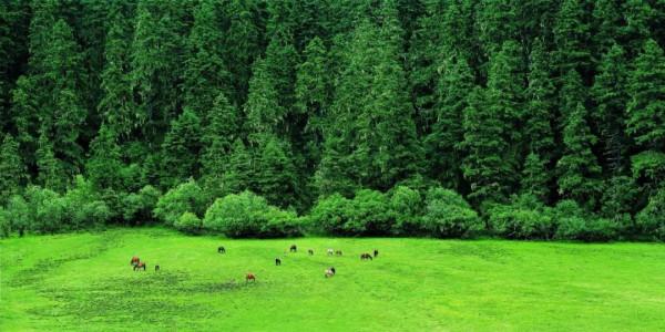 為什麼要去香格里拉