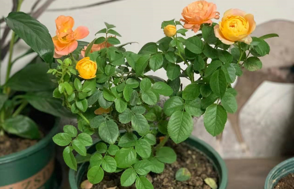 網購有風險，下單需謹慎！想買到便宜的好花苗多注意這些，準沒錯