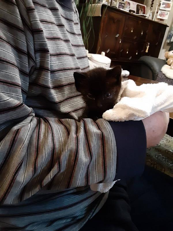 日本老爺爺救回一隻被烏鴉攻擊的小黑貓，擼貓半年人都變年輕了