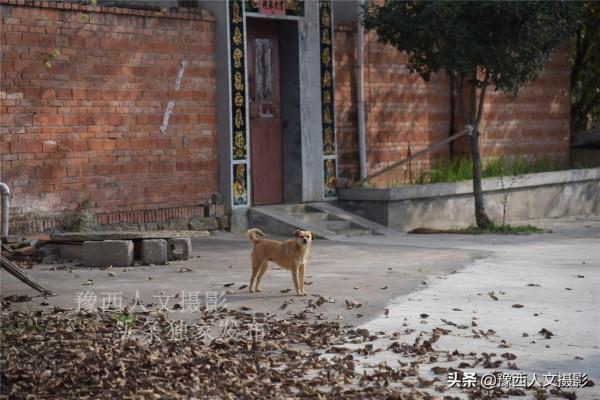 河南山區農民咋回事，老家花幾十萬蓋房卻不住，地裡種紅薯也不吃