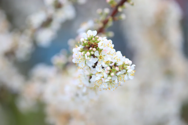 春風十里不如&OpenCurlyDoubleQuote;李&rdquo;