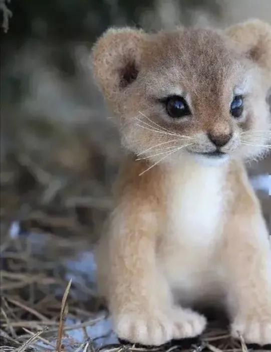 今天分享多種動物‘幼崽’圖片供給大家觀賞 今天分享多種動物‘幼崽’圖片供給大家觀賞