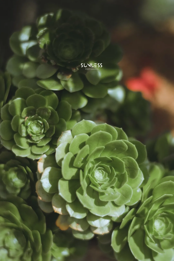 雲南西北,一個可以抵達的理想國 雲南西北,一個可以抵達的理想國