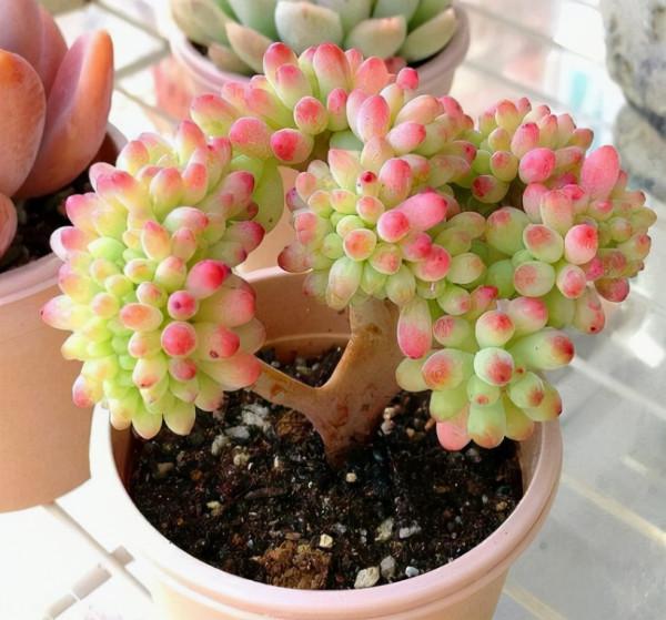 十二月養多肉,除入室保溫,這“三動作”也別漏,否則還得收空盆 十二月養多肉,除入室保溫,這“三動作”也別漏,否則還得收空盆