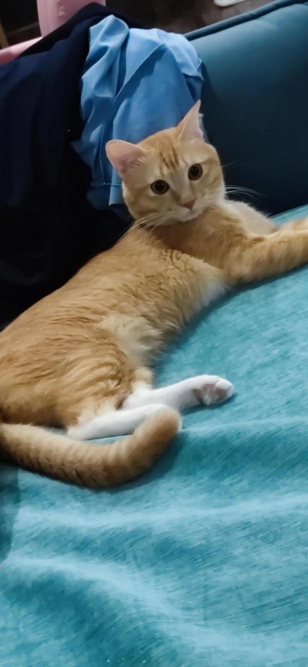 這死貓還有救嗎?瘦骨嶙峋骨瘦如柴 這死貓還有救嗎?瘦骨嶙峋骨瘦如柴