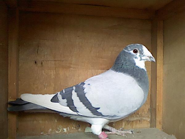 如何打造一群善於家飛的信鴿？