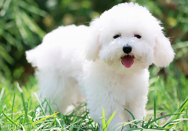 狗狗品種介紹大全！我們應該怎麼挑選適合自己的狗狗？