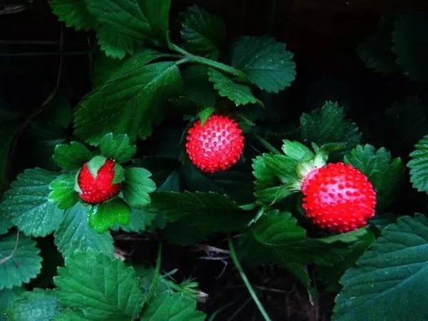 養肺常用藥物簡介