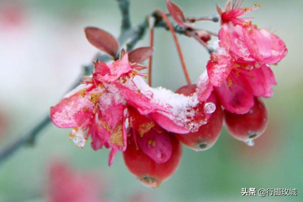 花果相擁迎冬雪,山東黃河玫瑰湖國家溼地公園現奇觀 花果相擁迎冬雪,山東黃河玫瑰湖國家溼地公園現奇觀