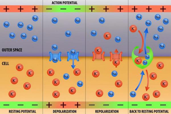 缺鉀比缺鈣危險？3個訊號證明你缺鉀了，建議吃4種食物來緩解
