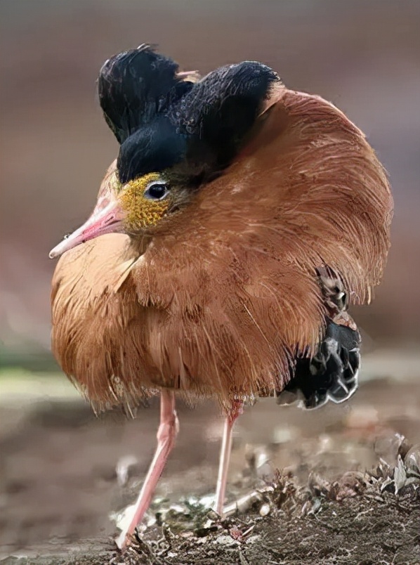 可愛而美麗的鳥類