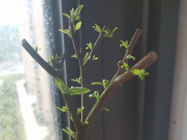 花成了光桿司令，剪一刀撒點藥，很快冒新芽