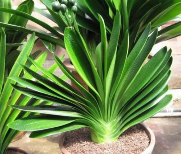 君子蘭有“6忌”，難怪越養越“糟糕”，新手看了可規避