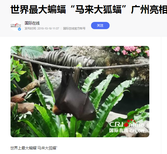 世界上最大的蝙蝠，雙翼可達近2米，超過一個普通成年人