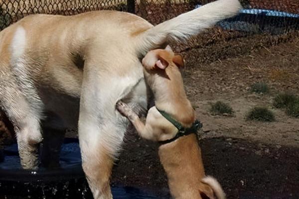 狗狗為啥喜歡聞屁股?真不是“變態”,原因是這幾點 狗狗為啥喜歡聞屁股?真不是“變態”,原因是這幾點