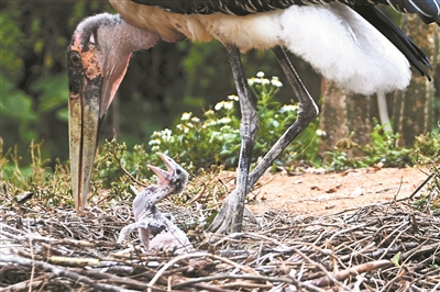 野生動物園非洲禿鸛家族喜迎&OpenCurlyDoubleQuote;萌娃&rdquo;