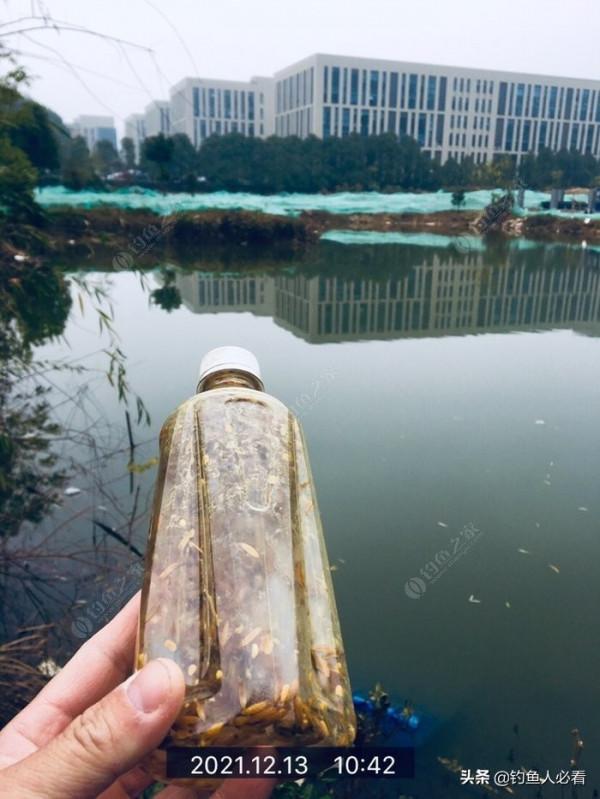 漂尖醒目增粗，冬季連竿小鯽，一波乾貨請簽收