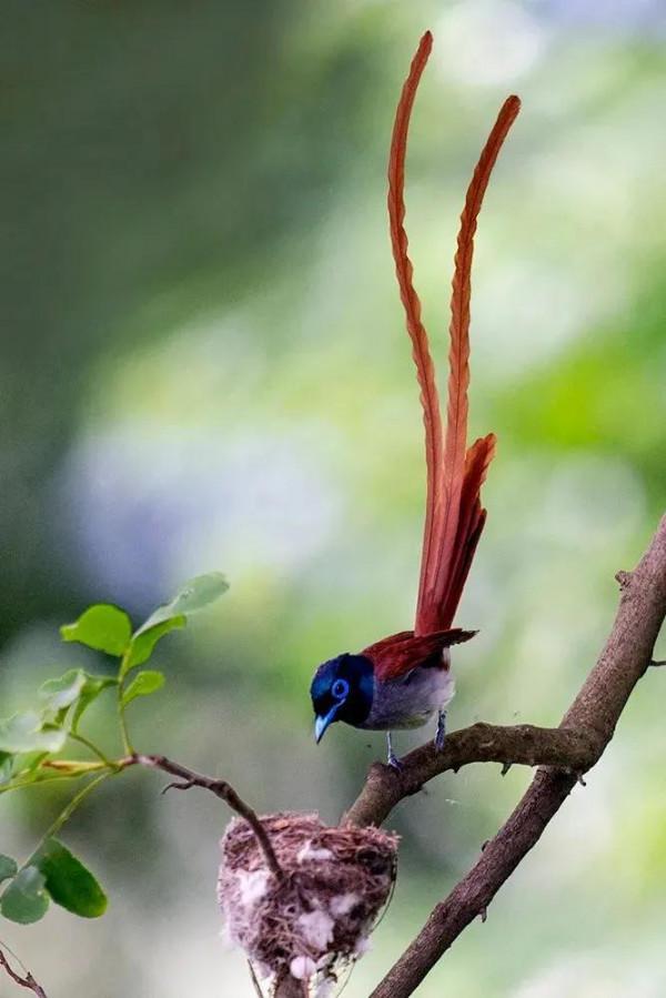 分享圖片：比鳳凰還美麗的鳥三十多款