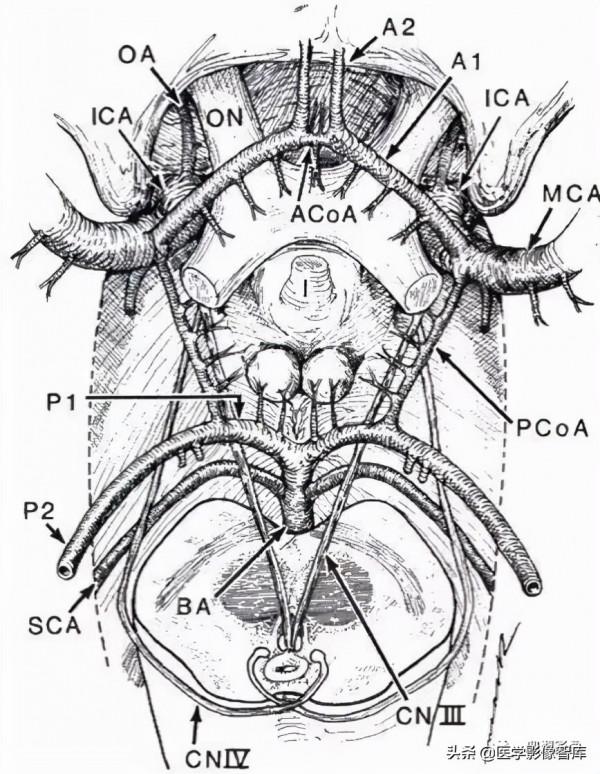 CT斷層解剖圖譜最全總結「推薦收藏」 CT斷層解剖圖譜最全總結「推薦收藏」