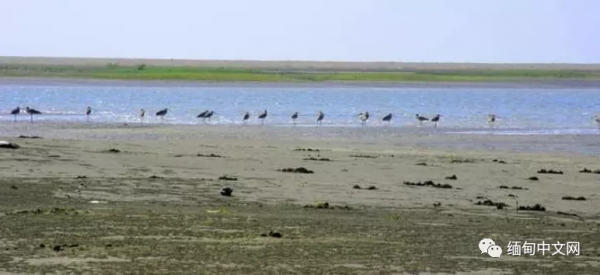 全球不足500只的“寶貝”,最近就在緬甸 全球不足500只的“寶貝”,最近就在緬甸