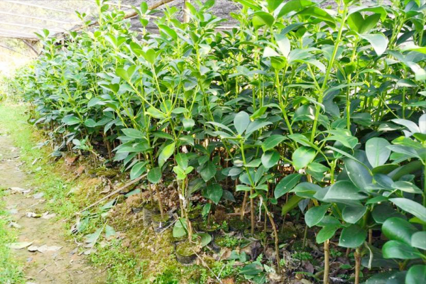 八角籽能種出樹苗嗎?哪些地區適宜八角樹生長?6個步驟不容有錯 八角籽能種出樹苗嗎?哪些地區適宜八角樹生長?6個步驟不容有錯