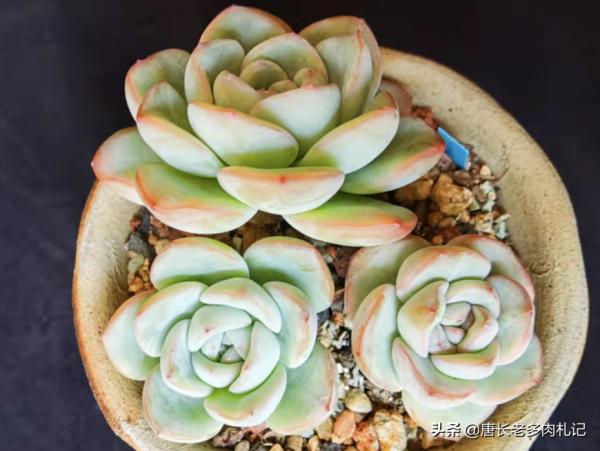 轟動、泡芙和阿瑪貝利，買3次的肉友不少吧？其實它是同一種多肉