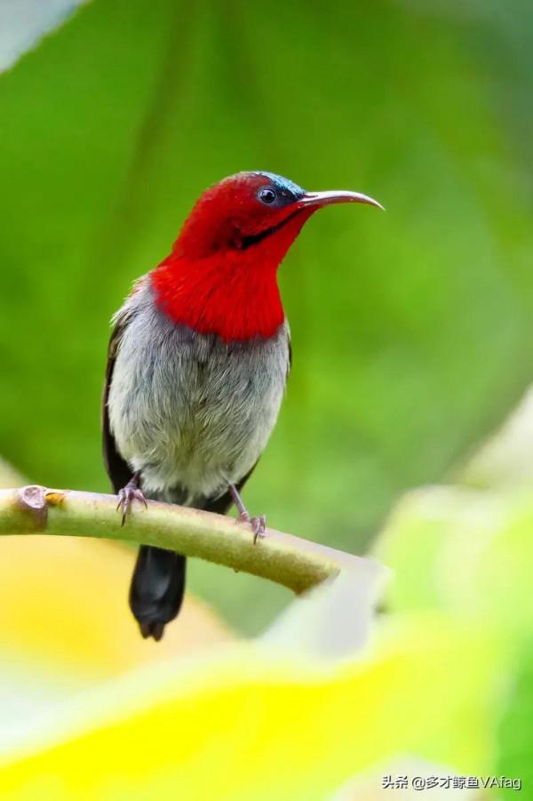 還有這麼美麗的太陽鳥
