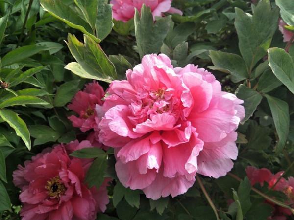 這些花朵很大的植物,美麗大氣,可以選一盆種植在家中 這些花朵很大的植物,美麗大氣,可以選一盆種植在家中