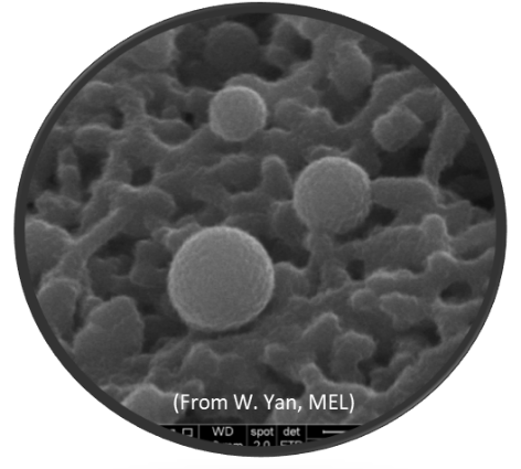 打破固有認知！廈大團隊耗時四年揭示原綠球藻的進化奧秘
