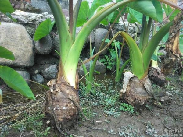 芋頭糕 中秋節的 文化