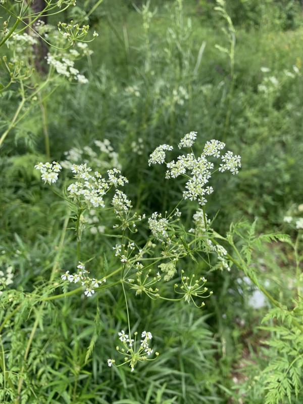 北京自駕烏蘭布統三日帶娃遊