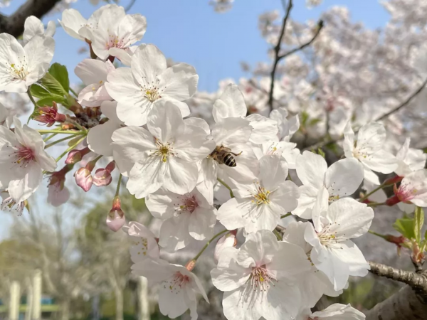 閔行體育公園&OpenCurlyDoubleQuote;千米花道&rdquo;