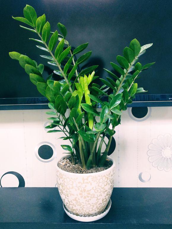 16種耐陰花，就算陽光不足，也能年年生長、開花