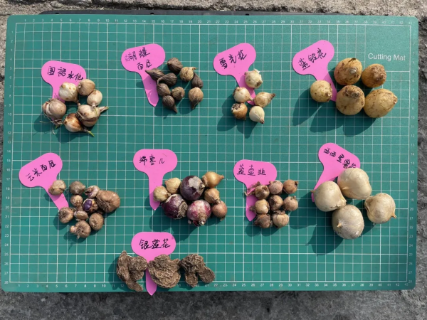 球根種植正當時，這4款稀有球根植物，多年生、復花性