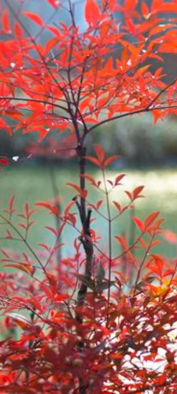 能不能想辦法到了冬天也讓北方植物充滿生機？