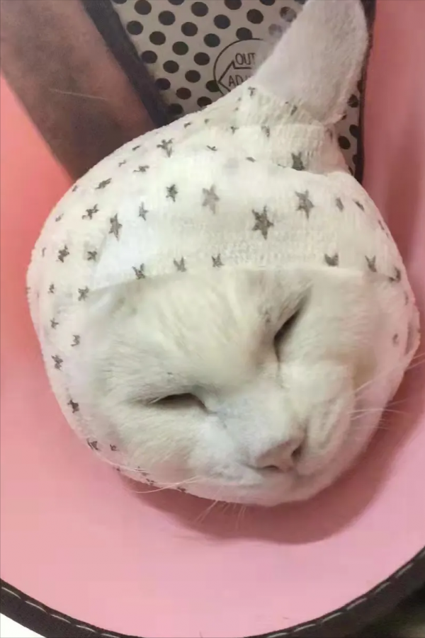 貓咪耳朵腫了，手術費用2000！我們應該怎麼避免疾病再次出現呢？