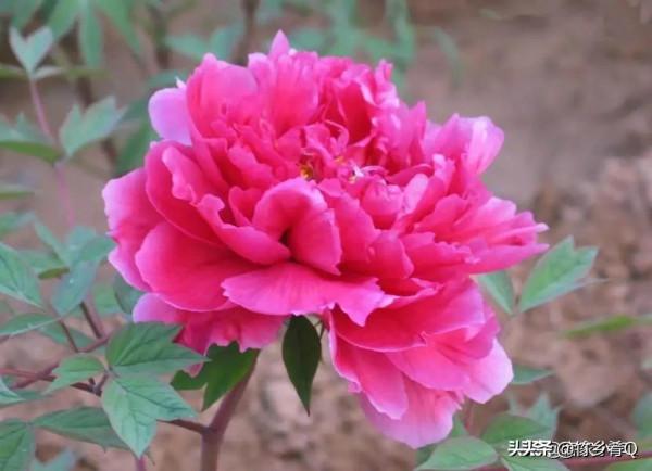 漂亮的芍藥花欣賞