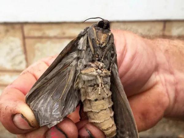 世界上最最最最重的飛蛾