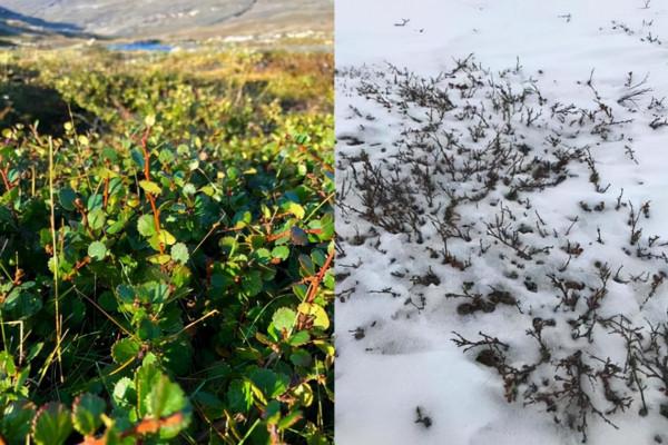 俄羅斯警告！全球變暖或致永凍層古老病毒“復活”，人類要當心了