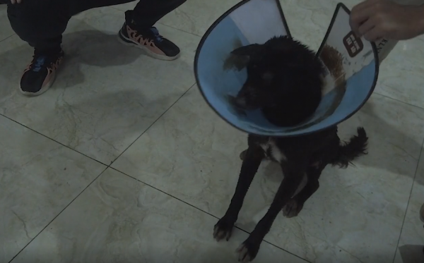 四川：為了一口肉，狗狗丟了半條命，狗狗：不愛為什麼要養我