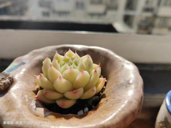 花園，美肉，怎可缺席